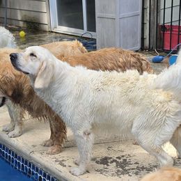 SCARLETT ROSE 🌹 - Golden Retriever