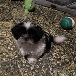 Weiwei - Black and white male Shih Tzu puppy in Conroe, Texas from Shihtzu Happen