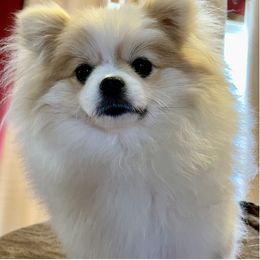 Sky - Pomeranian