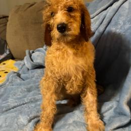 Mauve - Red female Irish Doodle puppy in Harrisburg, Arkansas from Ransone’s Ridge Runners Poodles and Doodles