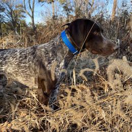 Tattoo - German Shorthaired Pointer