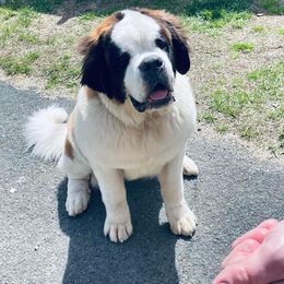 Una - Saint Bernard