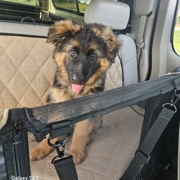 German Shepherd Puppies from Ewig Krieger Kennels