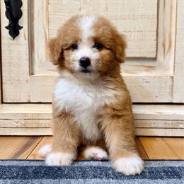 Red and White Bicolor female - Red female Bernedoodle puppy in Brooksville, Florida from Kruger Doodles