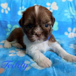 Teddy - Liver and white male Shih Tzu puppy in Hemet, California from Aloha Shih Tzu