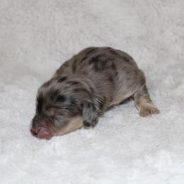 Noel - Dapple female Dachshund puppy in Powderly, Texas from Kuttin’ Up Mini Aussies