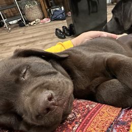 Dilute Retriever and Labrador Retriever Puppies from Longleaf Labradors