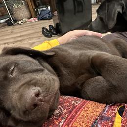 Dilute Retriever and Labrador Retriever Puppies from Longleaf Labradors