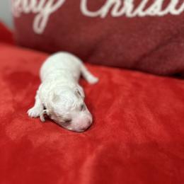 Romeo - Parti male Goldendoodle puppy in Matteson, Illinois from Chitownpupz