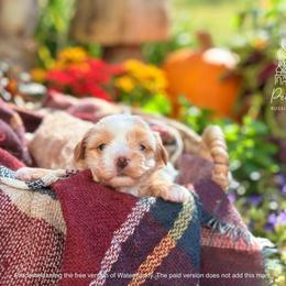 Biewer Terrier and Russian Salon Dog Puppies from Petit Bijou