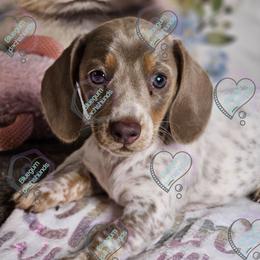 Willow - Piebald female Dachshund puppy in Herald, California from Bluegum Dachshunds