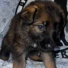 German Shepherds from Bluegrass Acres LLC