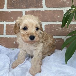 Cockapoo Puppies from Home Raised Cockapoos
