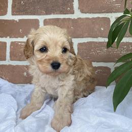 Cockapoo Puppies from Home Raised Cockapoos