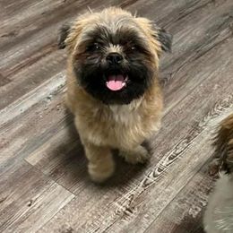 Shih Tzus from Between The Creeks Farmstead