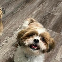 Shih Tzus from Between The Creeks Farmstead