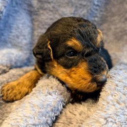 Blue aka Iris - Black and tan female Airedale Terrier puppy in Mooresville, North Carolina from Farm 55