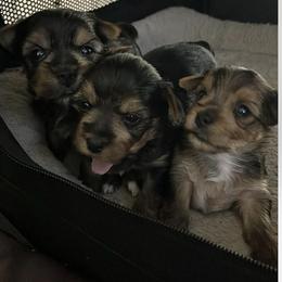 Mika - Black and tan female Yorkshire Terrier puppy in Laughlin, Nevada from Dani’s Yorkie’s