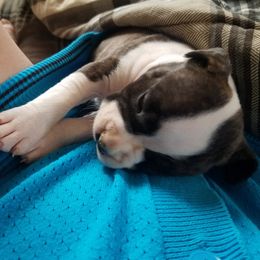 American Staffordshire Terrier and French Bulldog Puppies from Cicero Kennels