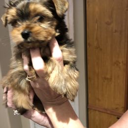 Yorkshire Terrier Puppies from Happy Days Acres and Yorkies