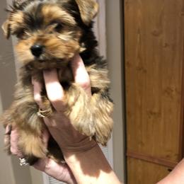 Yorkshire Terrier Puppies from Happy Days Acres and Yorkies