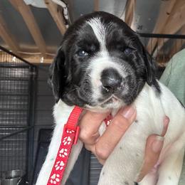 Red - Liver and white male German Shorthaired Pointer puppy in Newton Grove, North Carolina from Wayalife Labradors & Gsp’s