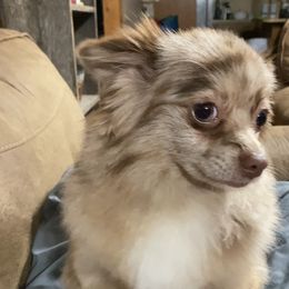 Hazel - Pomeranian