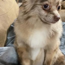 Hazel - Pomeranian