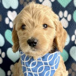 Goldendoodles from Valley View Doodles
