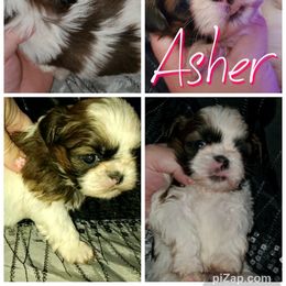 Shih Tzu Puppies from Cutie Pie Shih Tzu