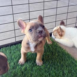 Nugget - Blue fawn male French Bulldog puppy in Peoria, Arizona from A Quality French Bulldogs AZ