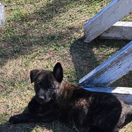 Dutch Shepherd Puppies from MAC K9 Dutch Shepherds