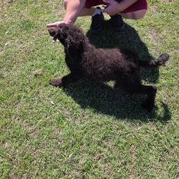 Red - Drew - Brown male Poodle puppy in Copperas Cove, Texas from Poodles of Valor