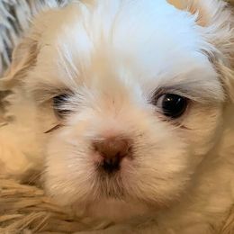 Shichons and Shih Tzus from Jacob’s Shih Tzu & Shichon