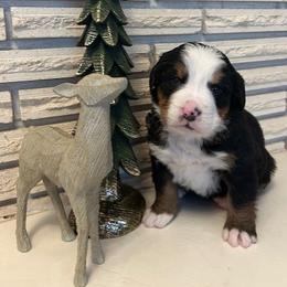 Blue boy - Black rust and white male Bernese Mountain Dog puppy in Oakley, Idaho from Purple Sage Puppies Bernese Mountain Dogs