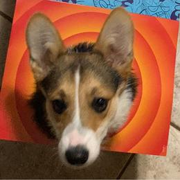 Pembroke Welsh Corgis from Jamie’s fancy corgis