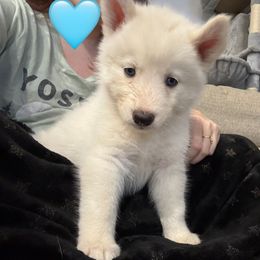 Girl 2 - White female Siberian Husky puppy in Laneville, Texas from ETX Huskies