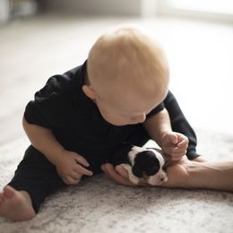 Cavalier King Charles Spaniel Puppies from Tsarevich Goldens and Cavaliers