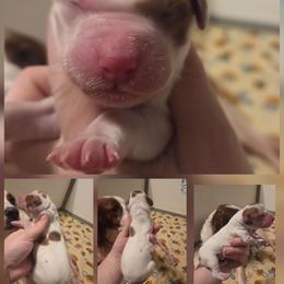 Girl 4 - Red and white female Irish Red and White Setter puppy in Glenwood City, Wisconsin from NyaStar
