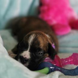 Purple girl - Brindle female Boxer puppy in Titusville, Florida from Saskobox
