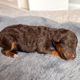 Loki - Red tri-color male Aussiedoodle puppy in Jacksonville, Florida from Lolo’s Aussiedoodle