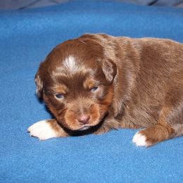 Jocasta - Red tri-color female Miniature American Shepherd puppy in Hillsdale, Michigan from Faithwalk Aussies and Mini American Shepherds