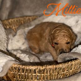 Millie - Apricot female Poodle puppy in Brooksville, Florida from Ariella Standard Poodles & Chinese Cresteds