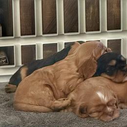 Cavalier King Charles Spaniel Puppies from Enchanted Cavaliers