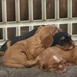Cavalier King Charles Spaniel Puppies from Enchanted Cavaliers