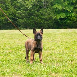 YELLOW - Black sable female Belgian Malinois puppy in Paragould, Arkansas from DANGER CLOSE MALINOIS