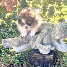 Mr Independent - Orange sable male Pomeranian puppy in Cass City, Michigan from Lil'Fevre Chihuahuas and PomFevre Pomeranians