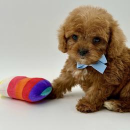 Asher - Red male Cavapoo puppy in Melissa, Texas from Southern Love Cavapoos & Maltipoos