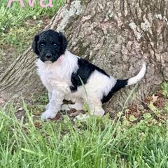 Double Doodle Puppies from Little Muddy Doodles