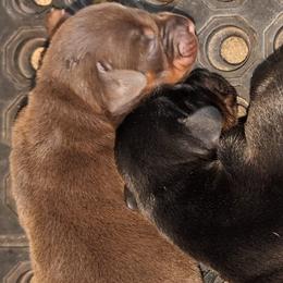 AKC Registered Full European Doberman Pinschers - Red and rust male Doberman Pinscher puppy in Fort Lauderdale, Florida from Lakewood European Dobermann Kennel